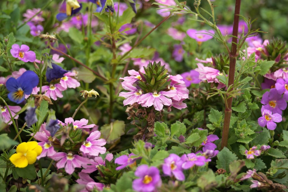 Blaue Fächerblume - Scaevola aemula