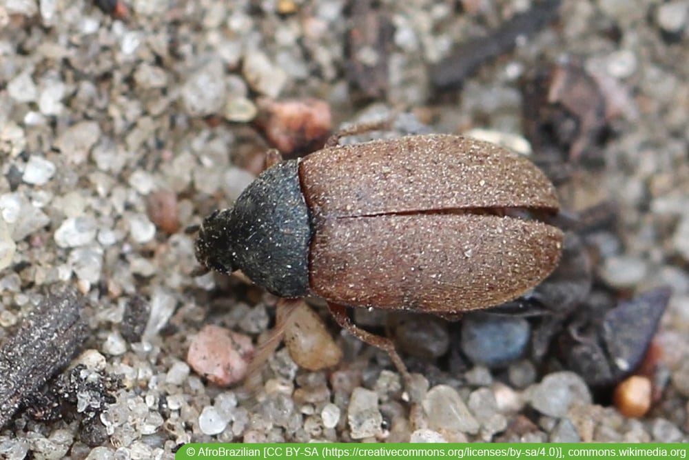 Brauner Pelzkäfer (Attagenus smirnovi)