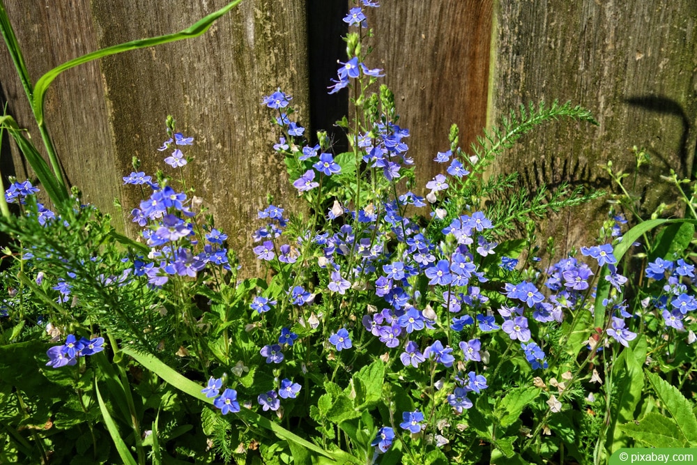 Ehrenpreis - Veronica - Zeigerpflanze