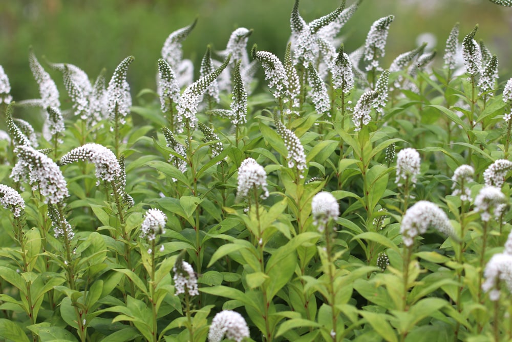 Felberich - Lysimachia clethroides