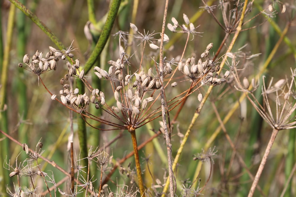 Fenchel - Foeniculum vulgare