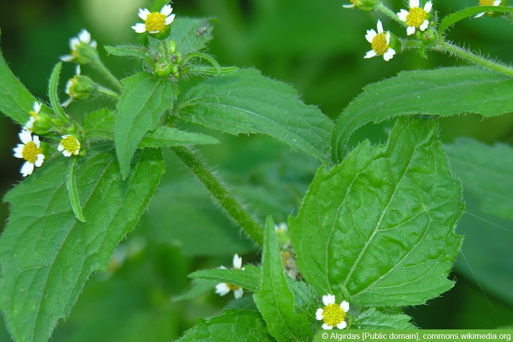 Franzosenkraut - Galinsoga parviflora - Zeigerpflanze