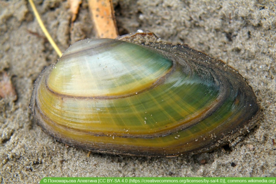 Lebewesen im Teich diese Tiere leben im und am Gartenteich