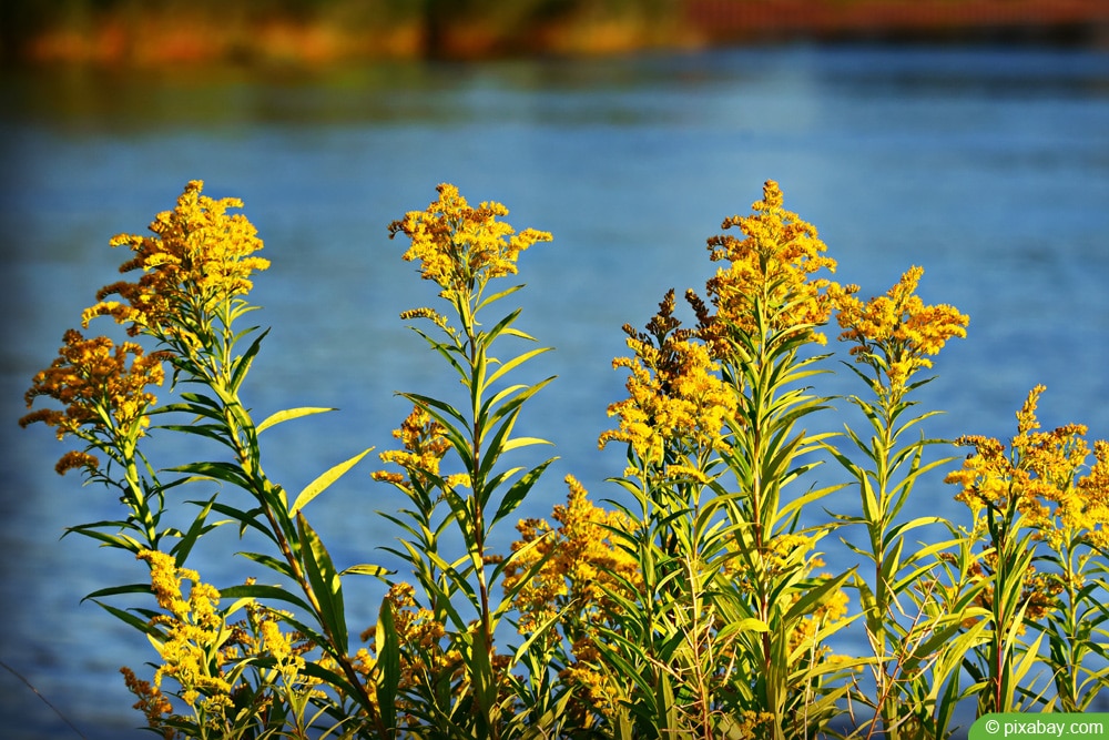 Goldrute - Solidago virgaurea