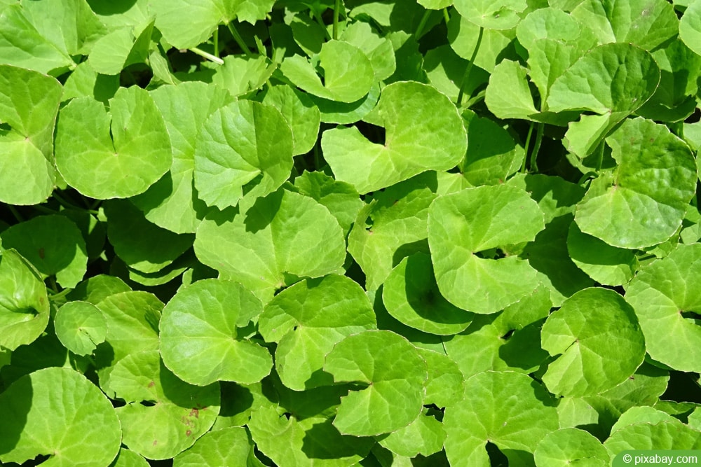 Gotu Kola - Centella asiatica - Tigergras - indischer Wassernabel