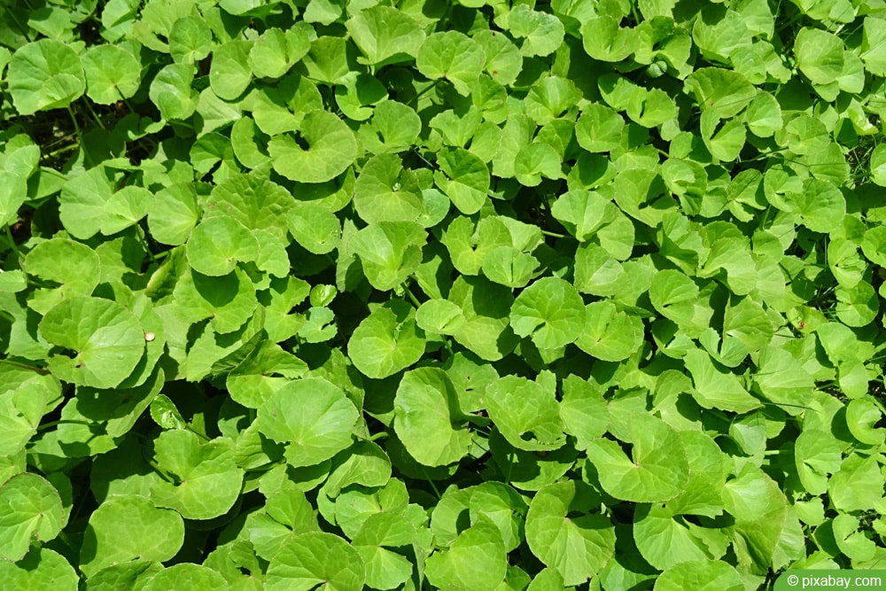 Gotu Kola - Centella asiatica - Tigergras - indischer Wassernabel