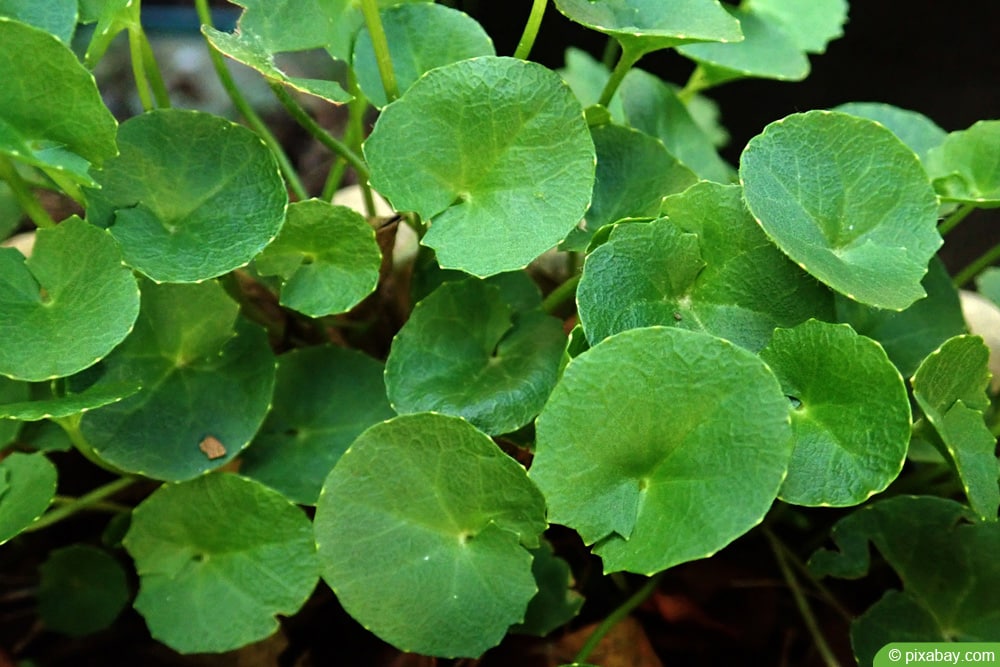 Gotu Kola - Centella asiatica - indischer Wassernabel - Tigergras