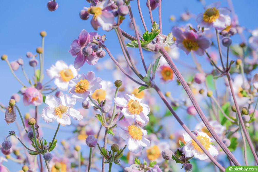 Herbst-Anemone - Anemone hupehensis