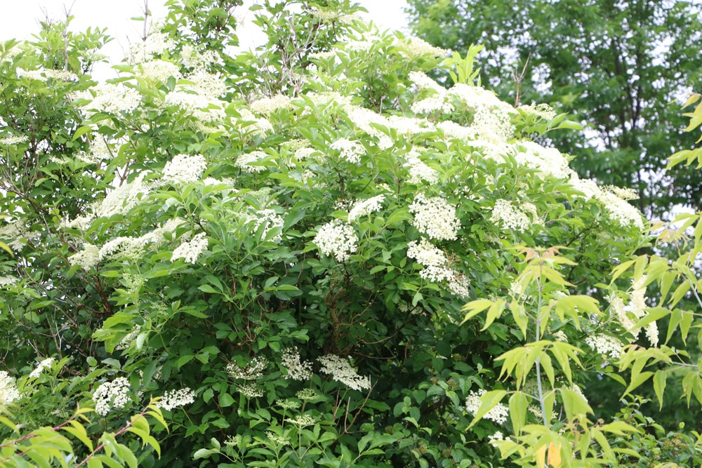 Holunderblüten für Kräuterlimonade