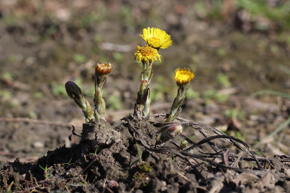 Huflattich - Tussilago farfara - Zeigerpflanze