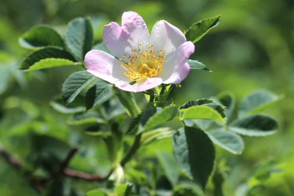 Hundsrose - Rosa canina