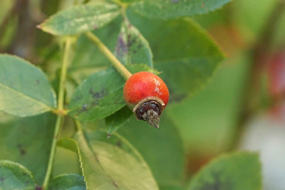 Hundsrose - Rosa canina