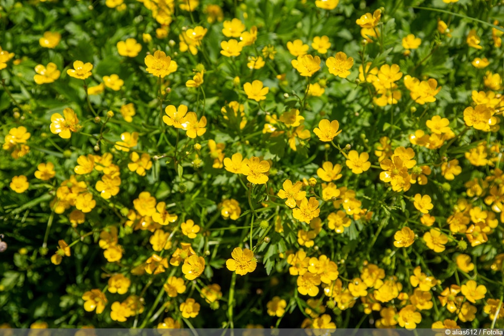 kriechender Hahnenfuß - Ranunculus repens - Zeigerpflanzen