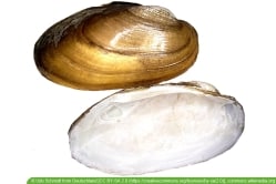 Teichmuschel im Gartenteich halten 9 Tipps zur Haltung