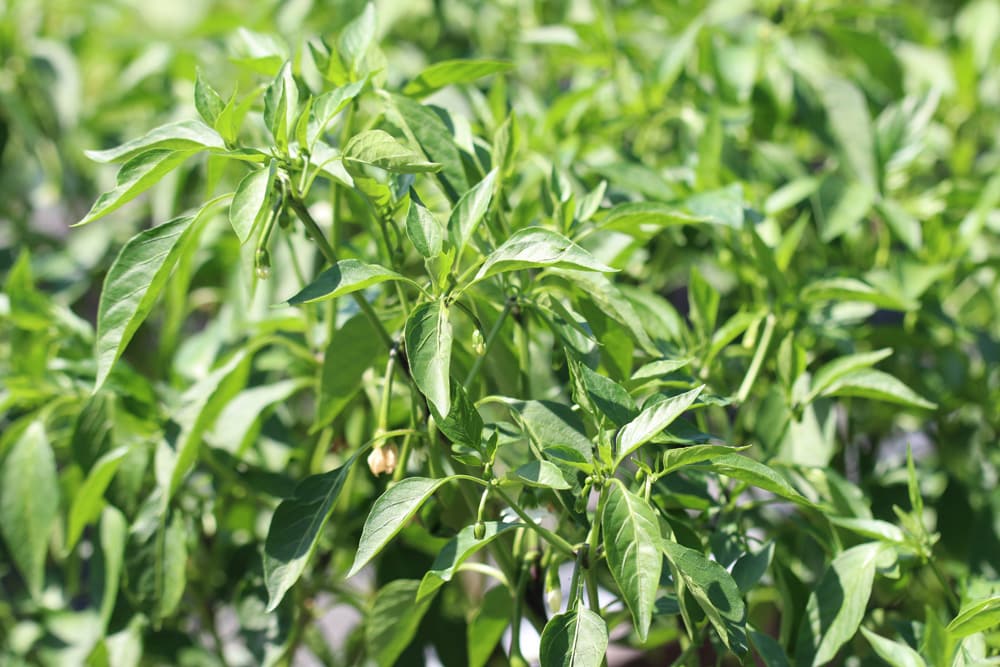 Paprika Pflanze - Capsicum