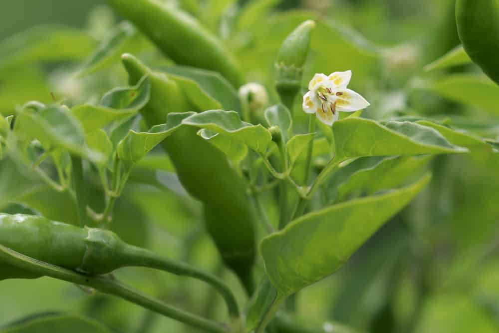 Paprika, Peperoni und Chili schneiden