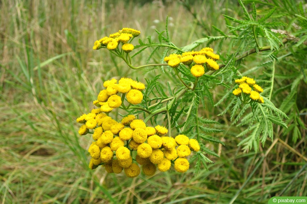 Rainfarn (Tanacetum vulgare)