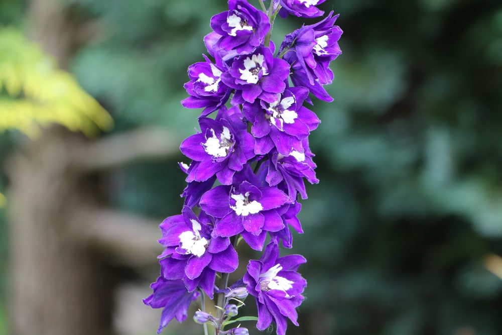 Rittersporn - Delphinium elatum