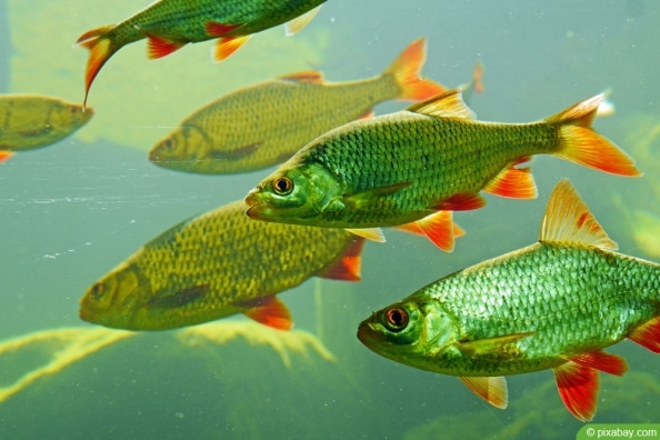 Algenfresser im Teich 5 hungrige Teichfische