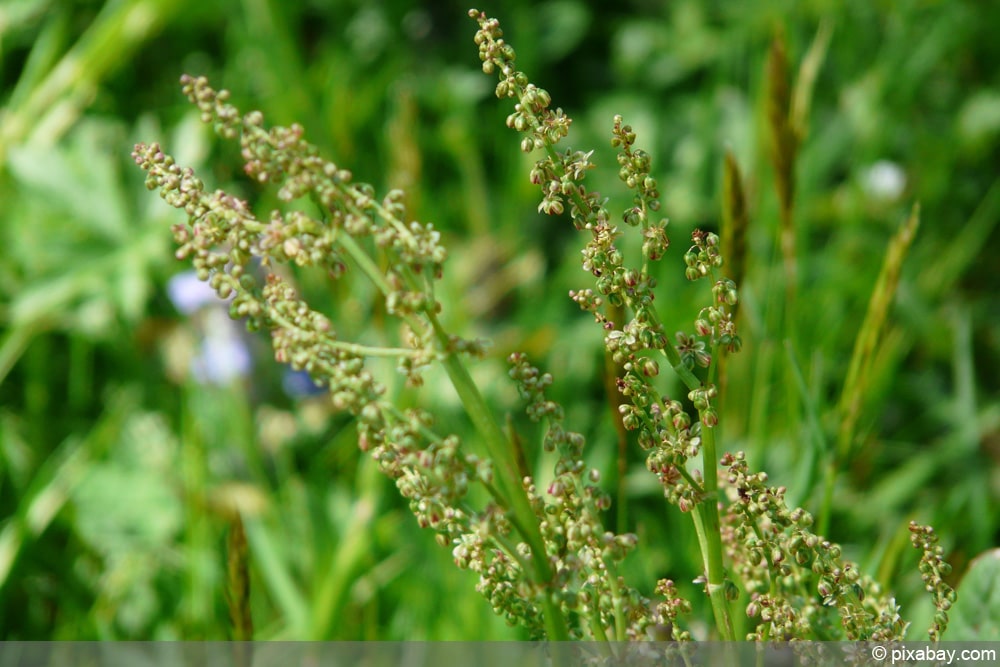 Sauerampfer - Rumex acetosa- Zeigerpflanzen