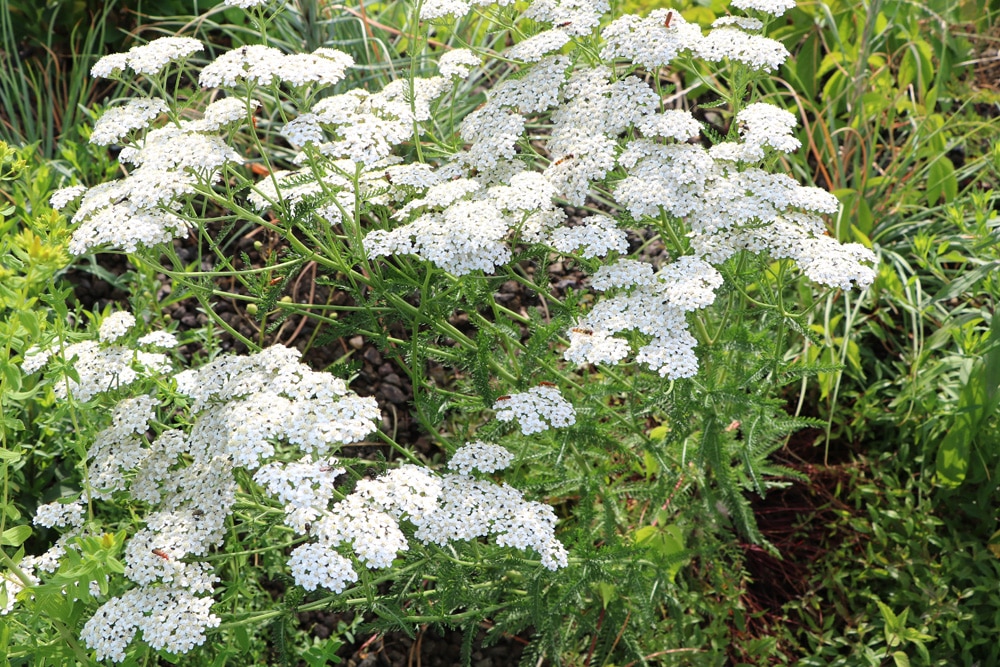 Schafgarbe - Achillea