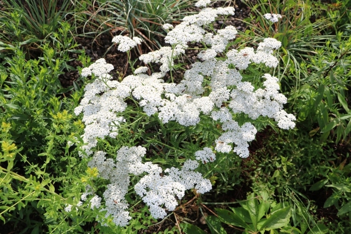 Schafgarbe (Achillea) im Rasen entfernen