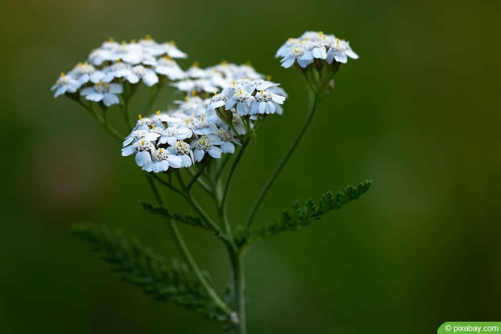 Schafgarbe - Achillea 