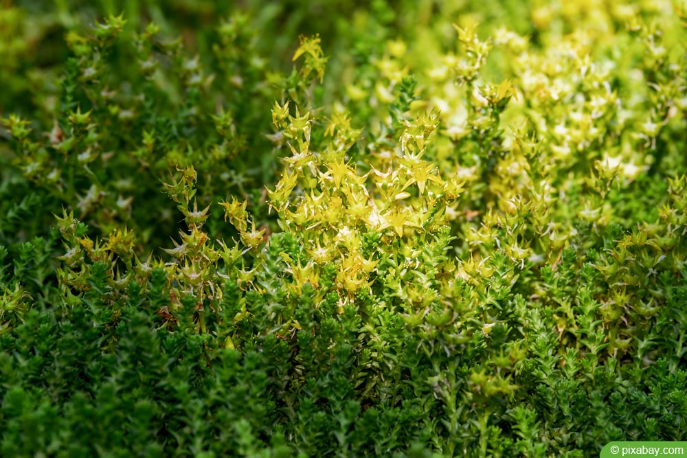 Scharfer Mauerpfeffer - Sedum acre- Zeigerpflanzen