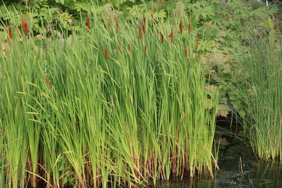 Teich verliert Wasser 4 Gründe für Wasserverlust