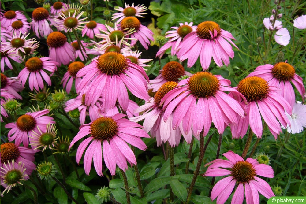 Sonnenhut - Echinacea purpurea