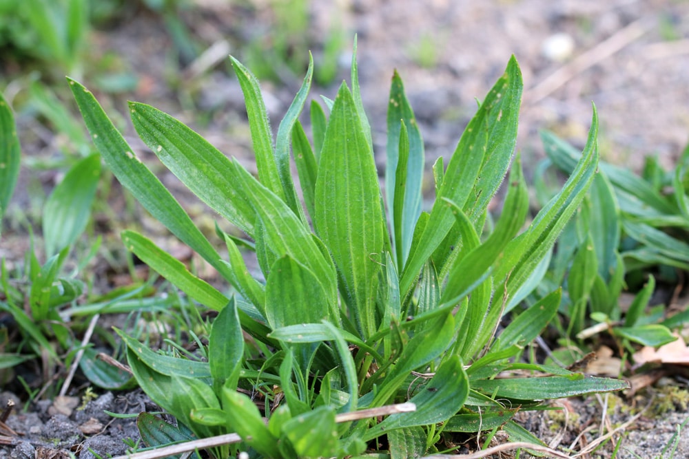 Spitzwegerich - Plantago lanceolata - Zeigerpflanzen