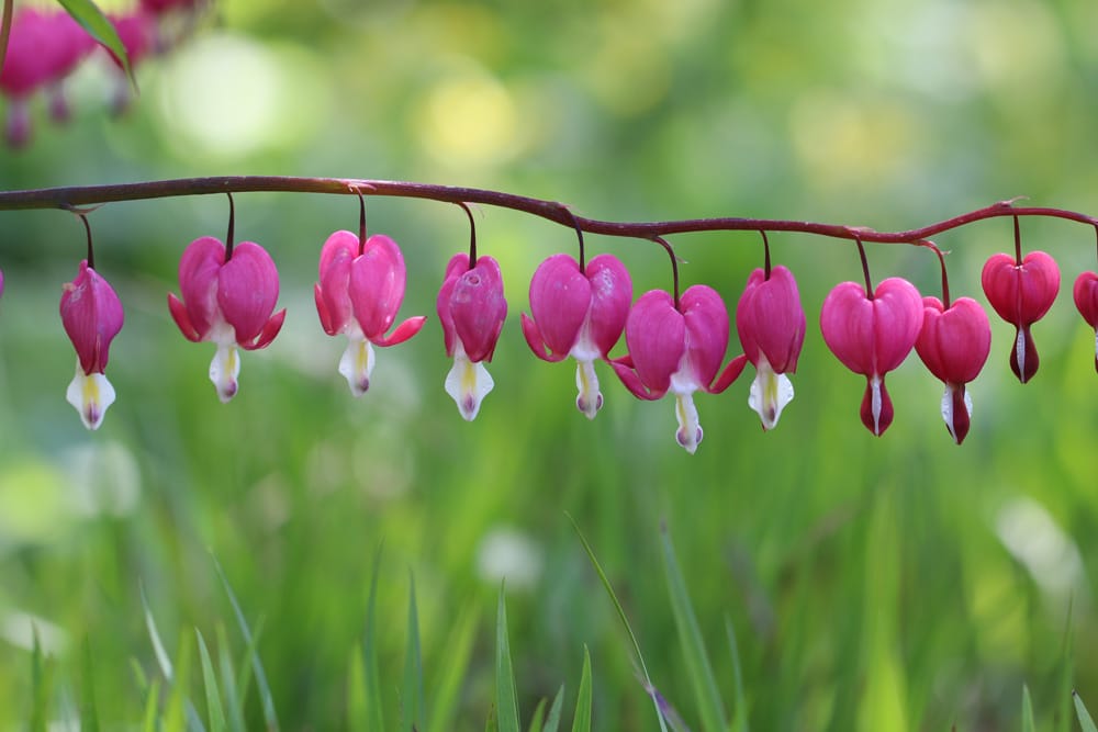 tränendes Herz - Dicentra spectabilis