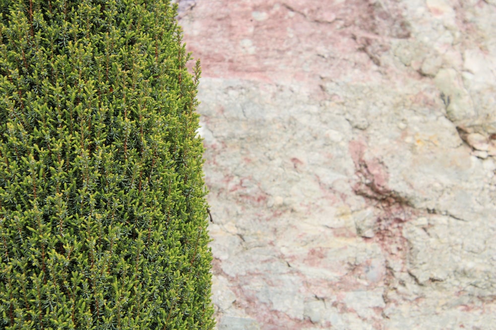 Wachholder - Juniperus communis
