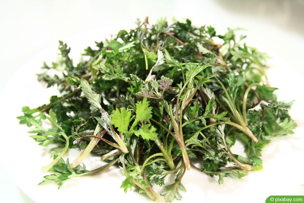 Wermut - Artemisia absinthium