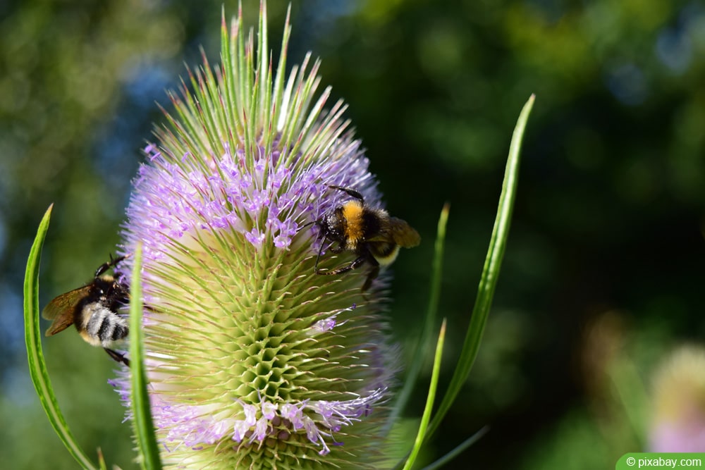 wilde Karde - Dipsacus fullonum - Zeigerpflanzen