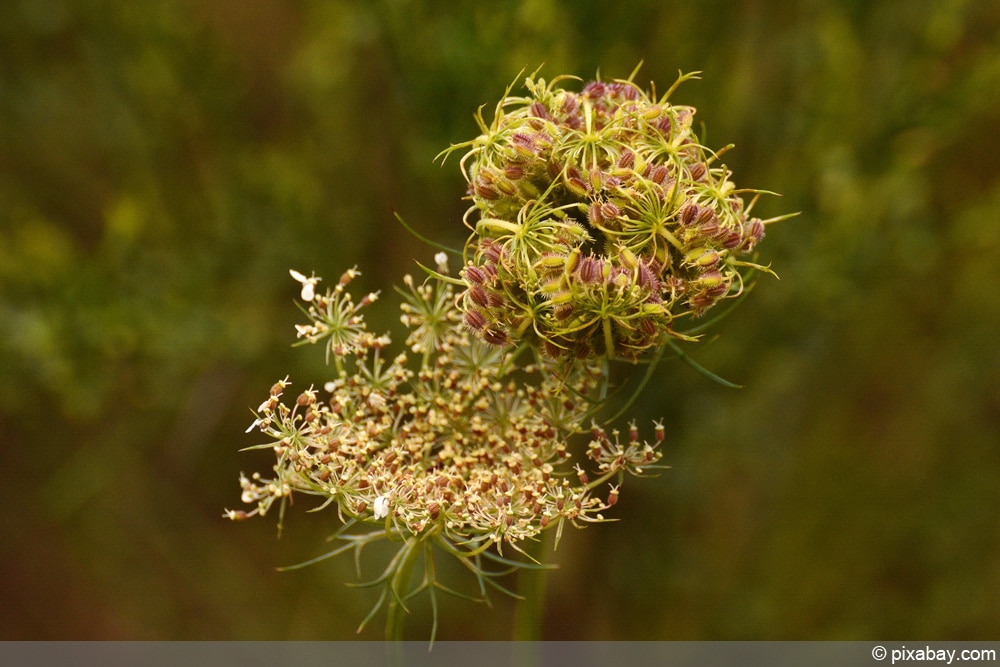 wilde Möhre - Daucus carota subsp. carota - Zeigerpflanzen