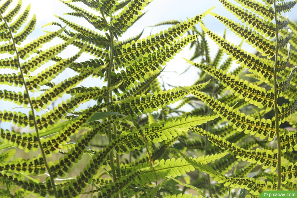 Wurmfarn (Dryopteris filix-mas)