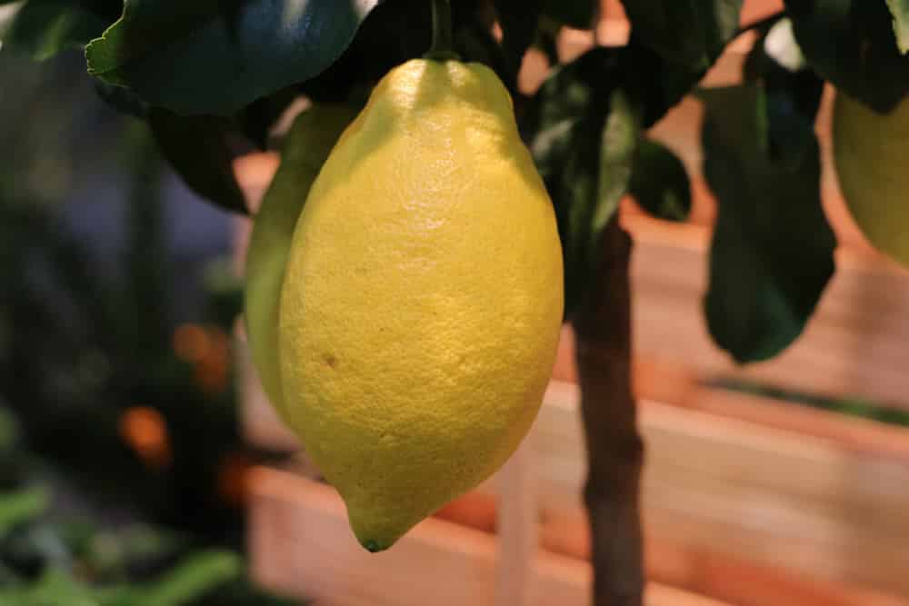 Zitrone für Kräuterlimonaden-Sirup