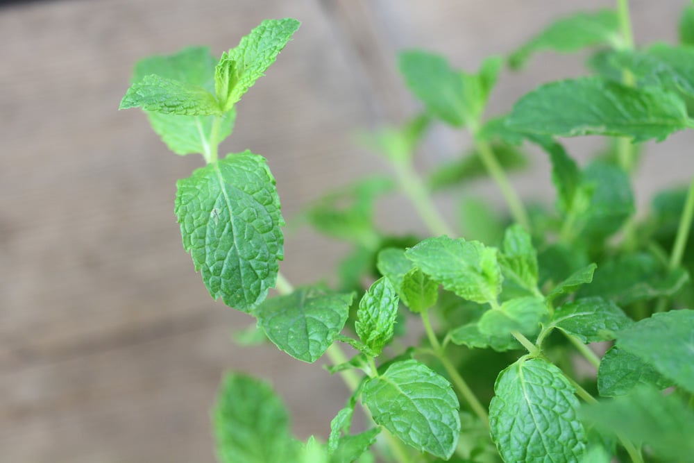 Zitronenmelisse für Kräuterlimonade