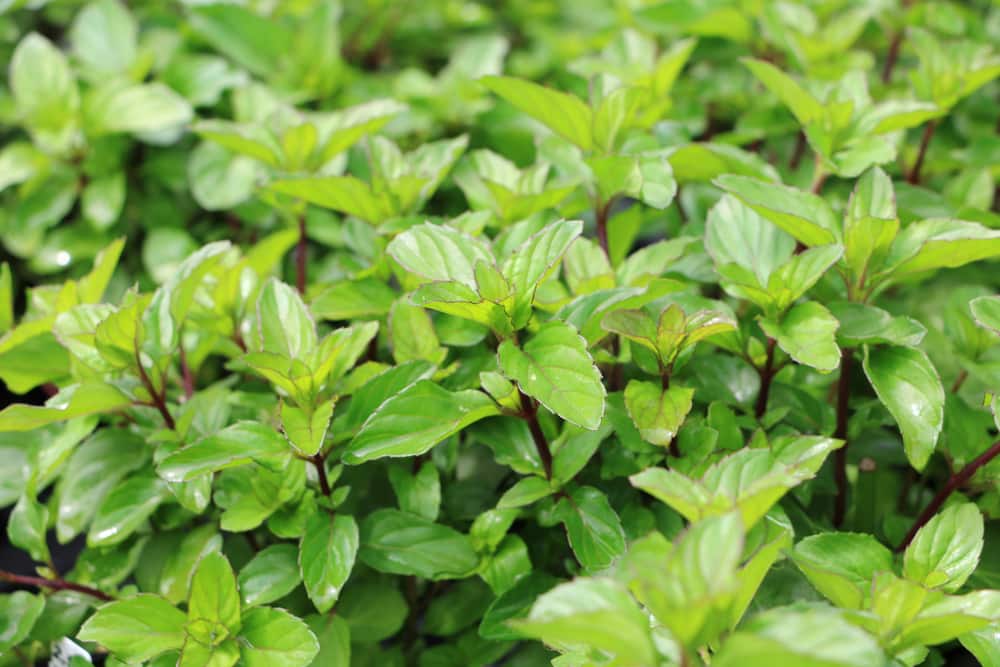 Basilikumminze (Mentha piperita x citrata Basil)