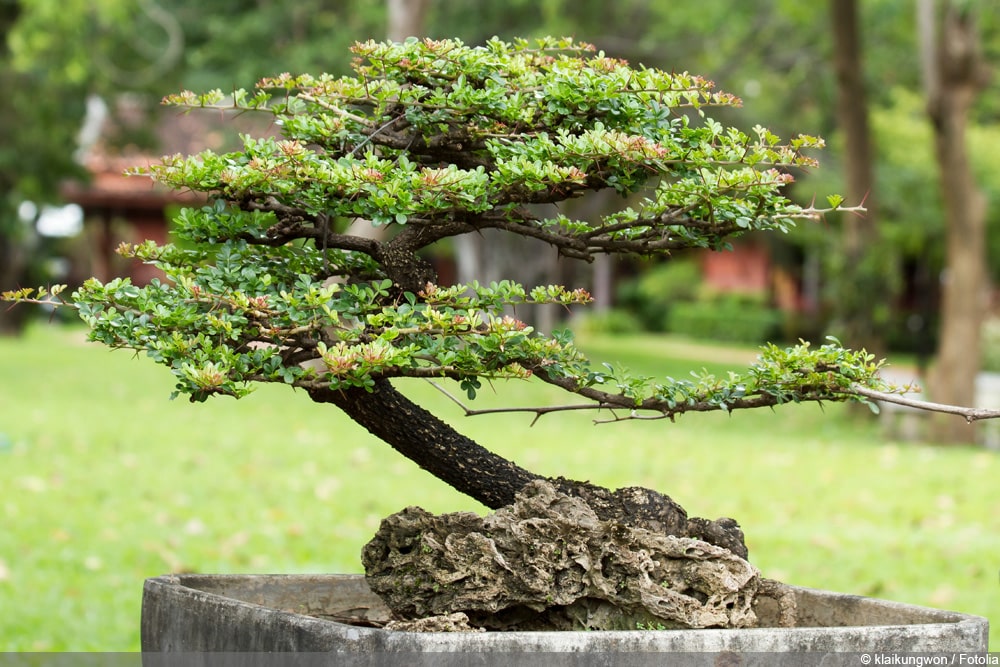 Bonsai aus Samen ziehen