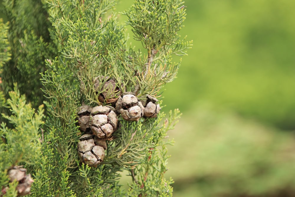 Cupressus sempervirens, Mittelmeer-Zypresse, Echte Zypresse