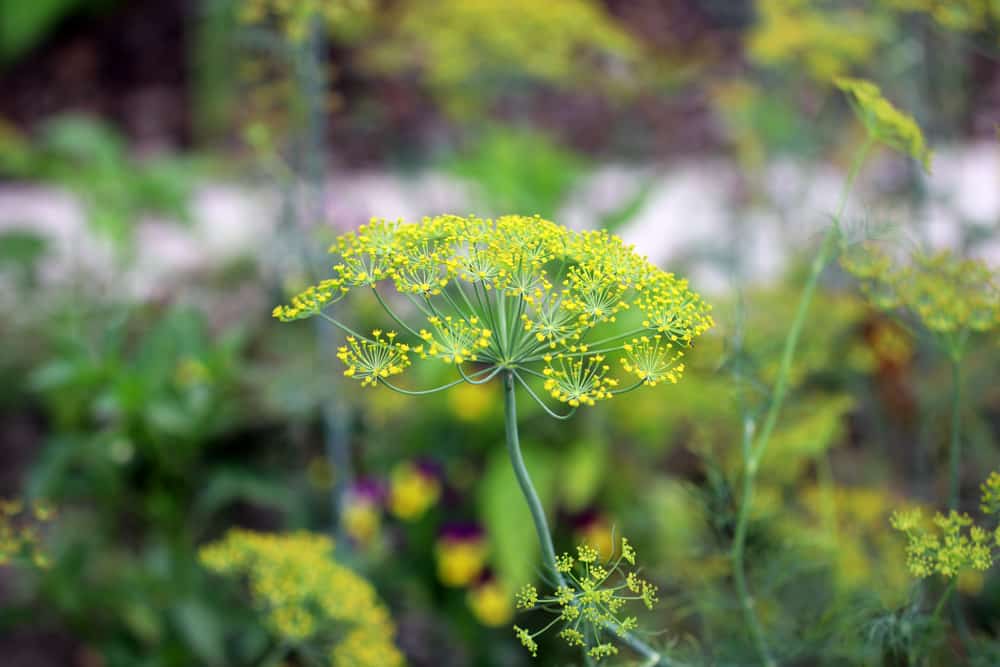 Dill Gurkenkraut (anethum graveolens) blüht