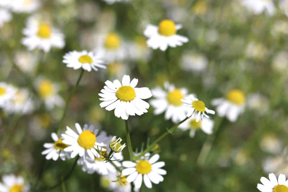 echte Kamille - Matricaria chamomilla blüht