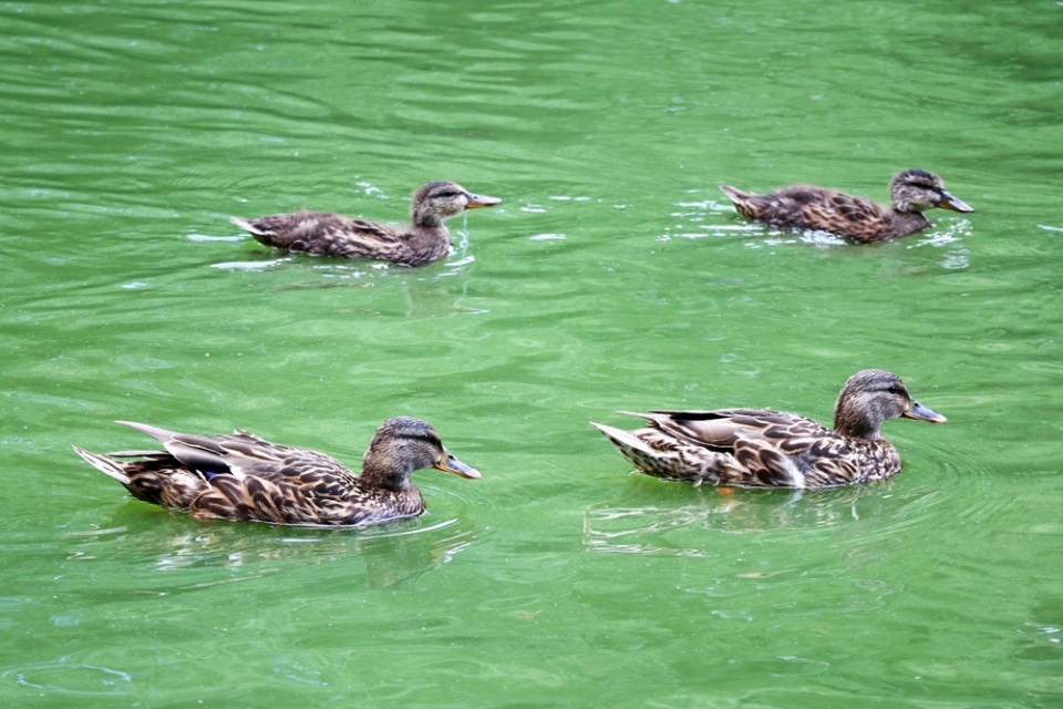 59+ Entenhaus Für Teich Bauen, Um einen teich für enten im eigenen