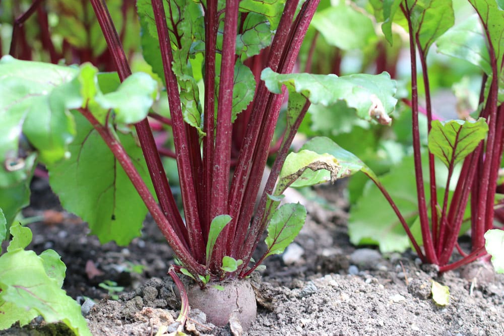 Rote Beete roh essen?