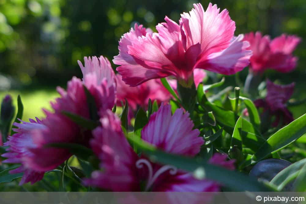 Federnelke - Dianthus plumarius