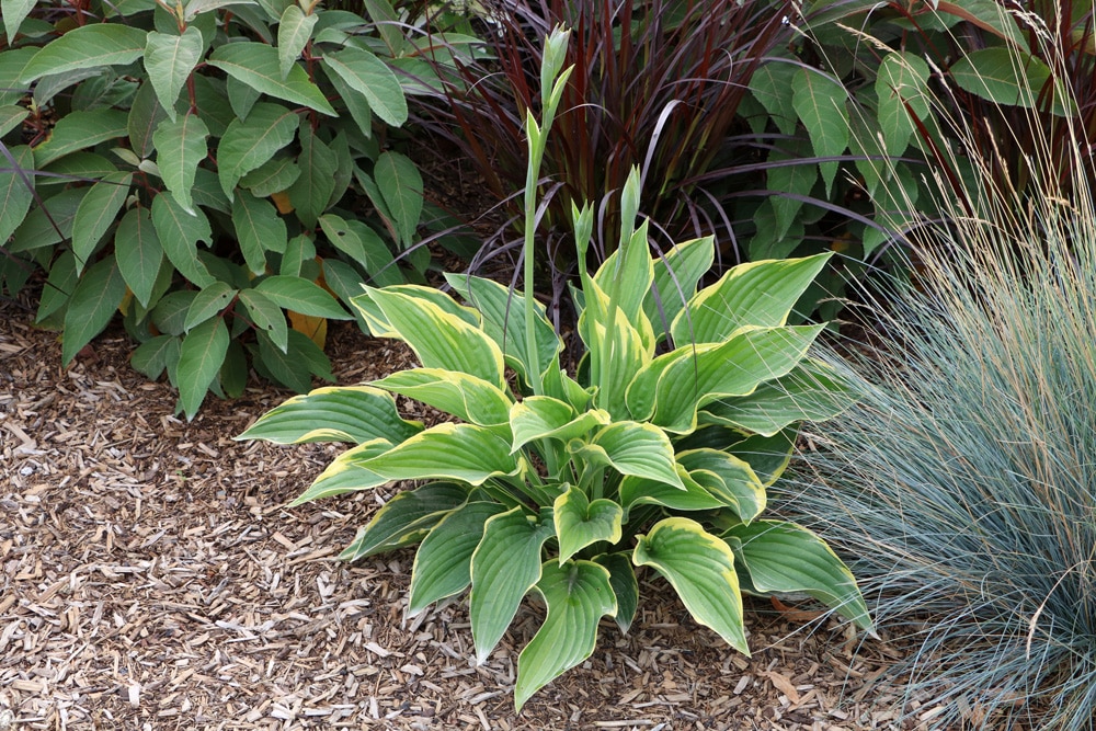 Funkien - Hosta