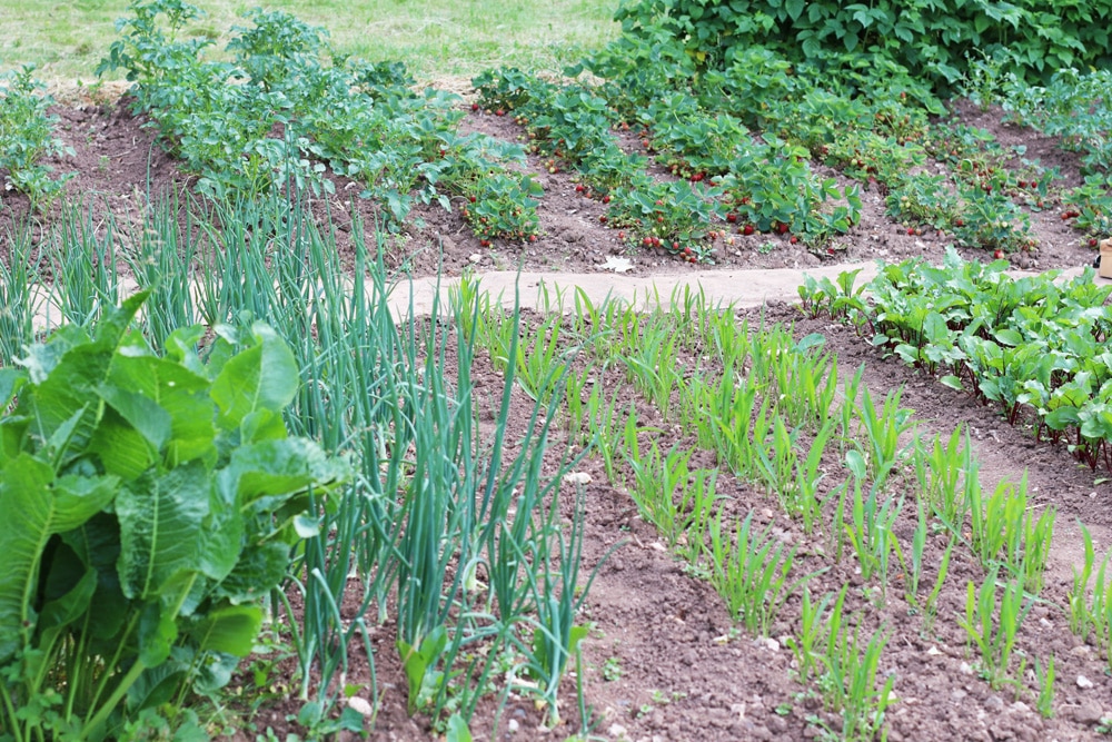 Garten ohne Rasen: Bauerngarten