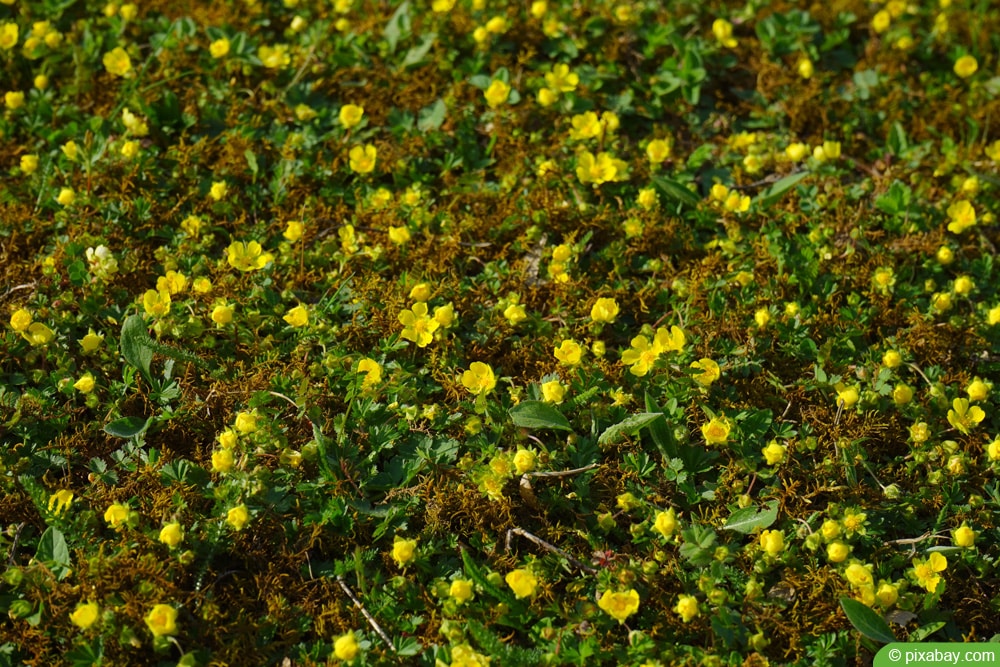 Golderdbeere (Waldsteinia ternata)